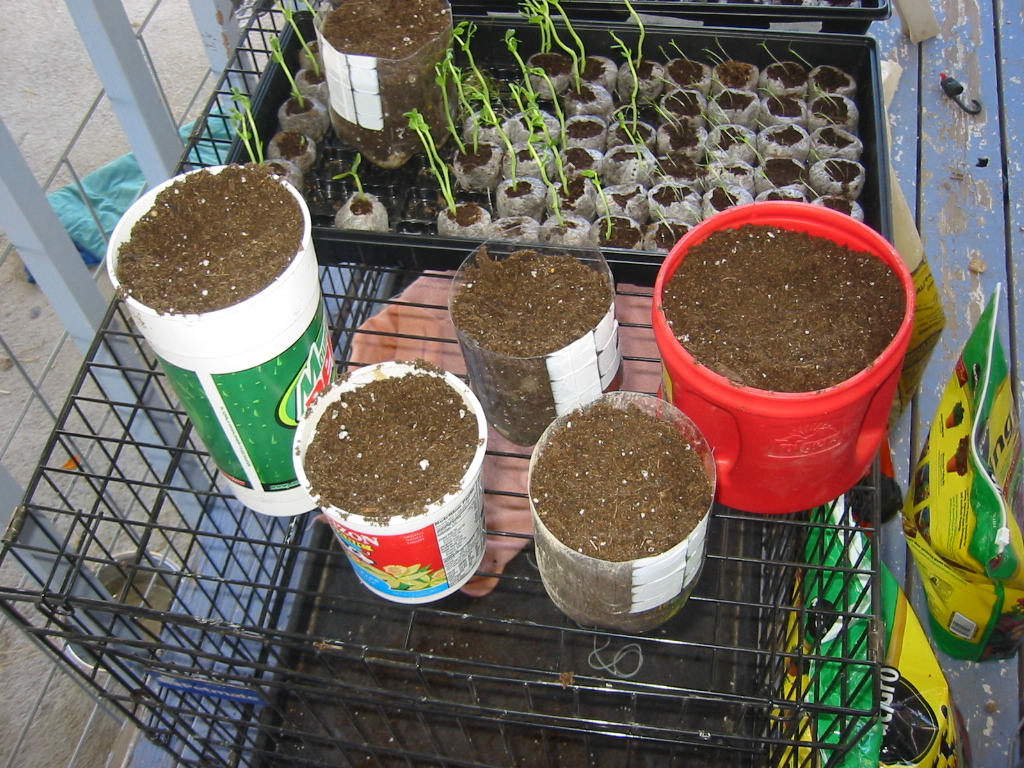 diy-containers-readytoplantin.jpg