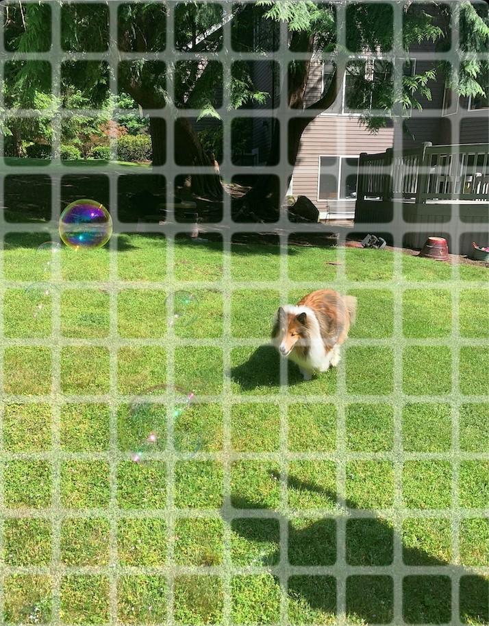 dog with grid.jpg