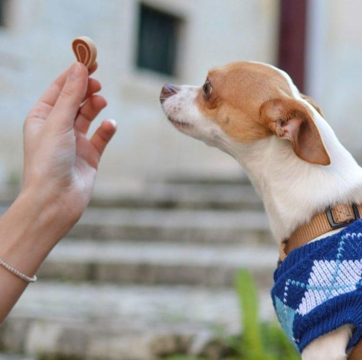 dog-treat-3-e1543804509205.jpg