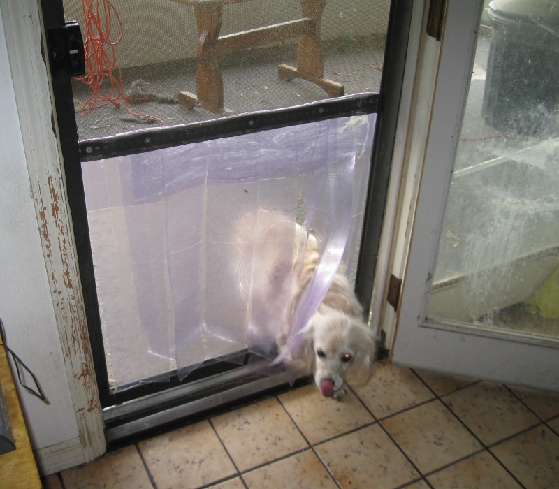 doggy_door_in_use.JPG