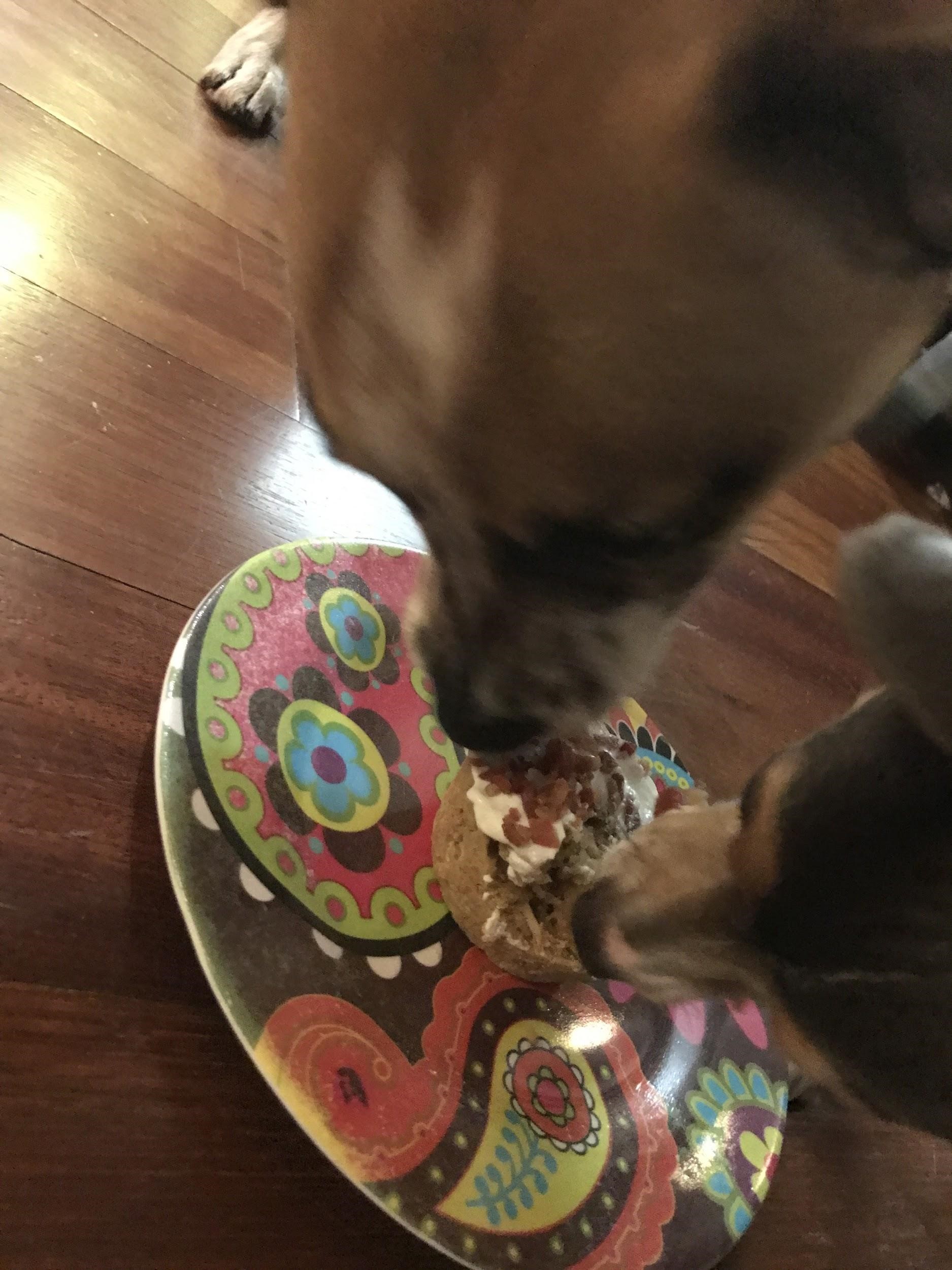 dogs eating.jpg