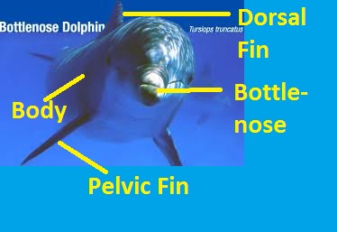 dolphin.jpg