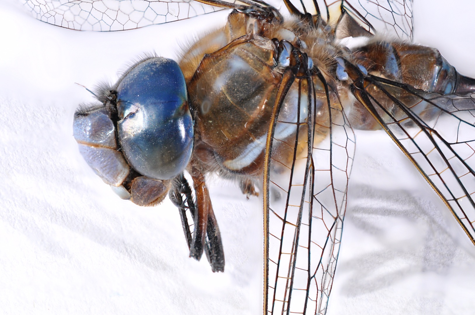 dragonfly-macro-photoscan.jpg