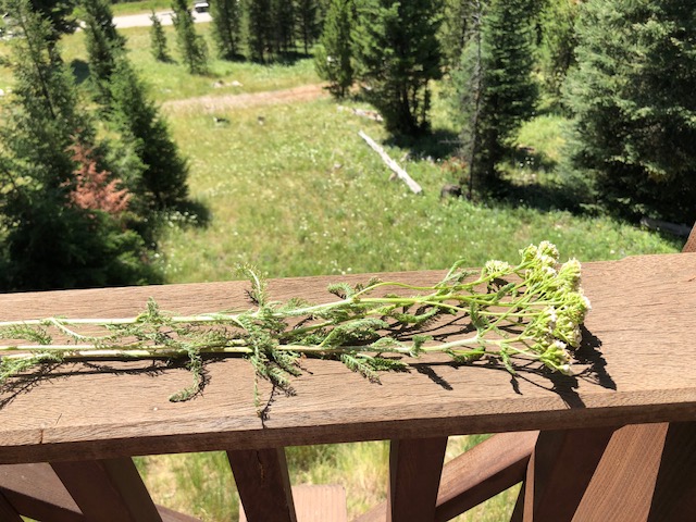 drying yarrow.JPG