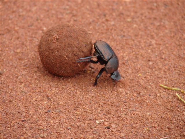 dung-beetle-for-blog.jpg