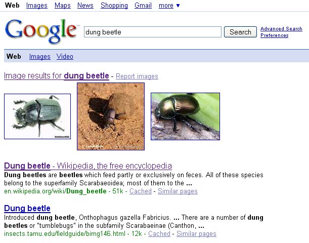 dung-beetle-google.jpg