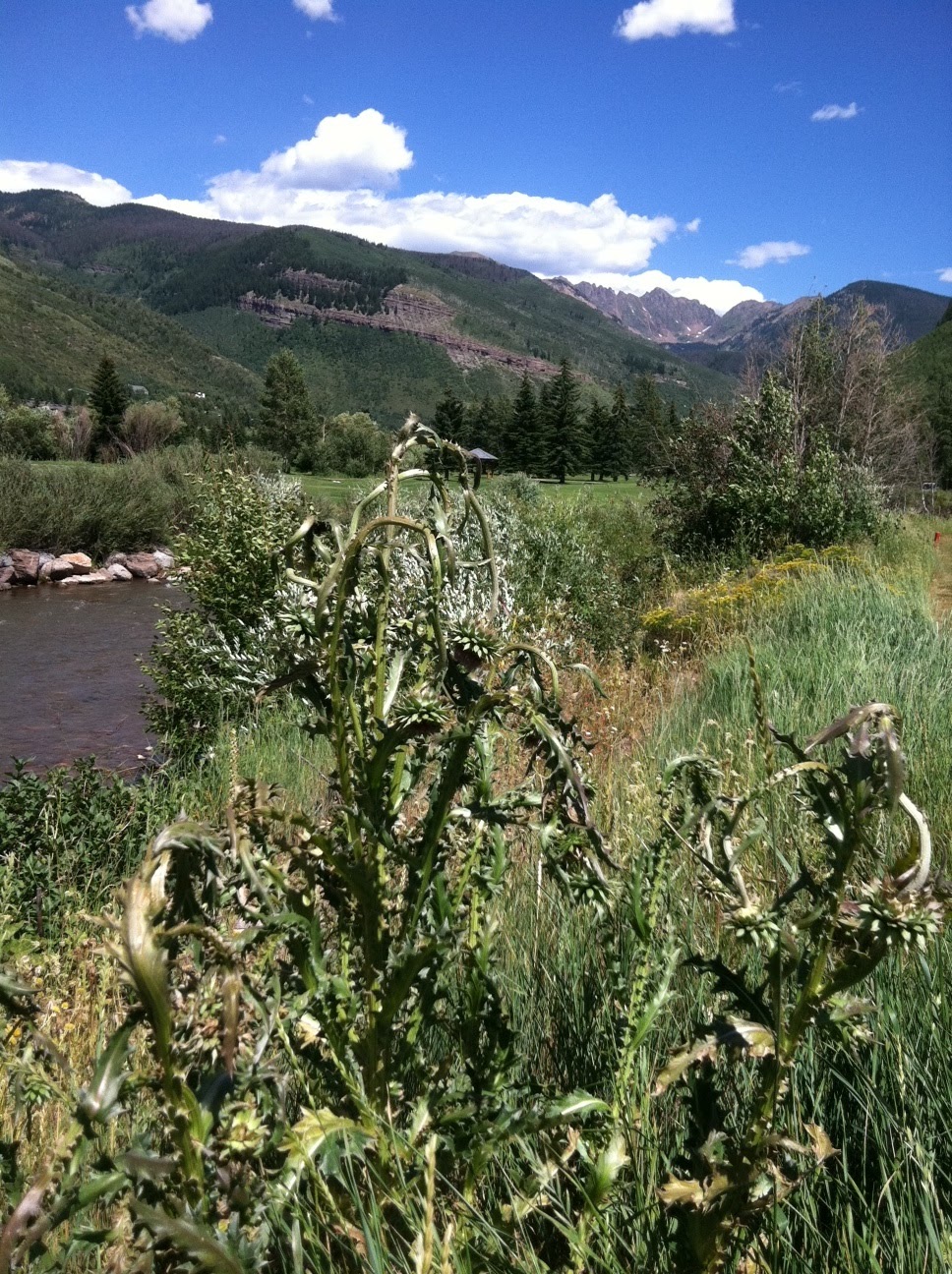 dying thistle.jpg