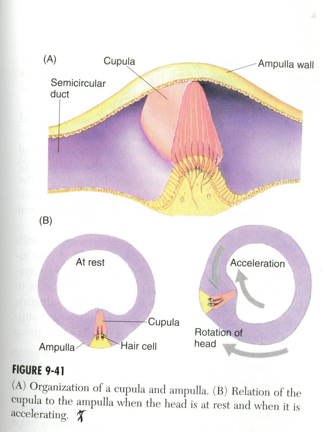 ear.jpg