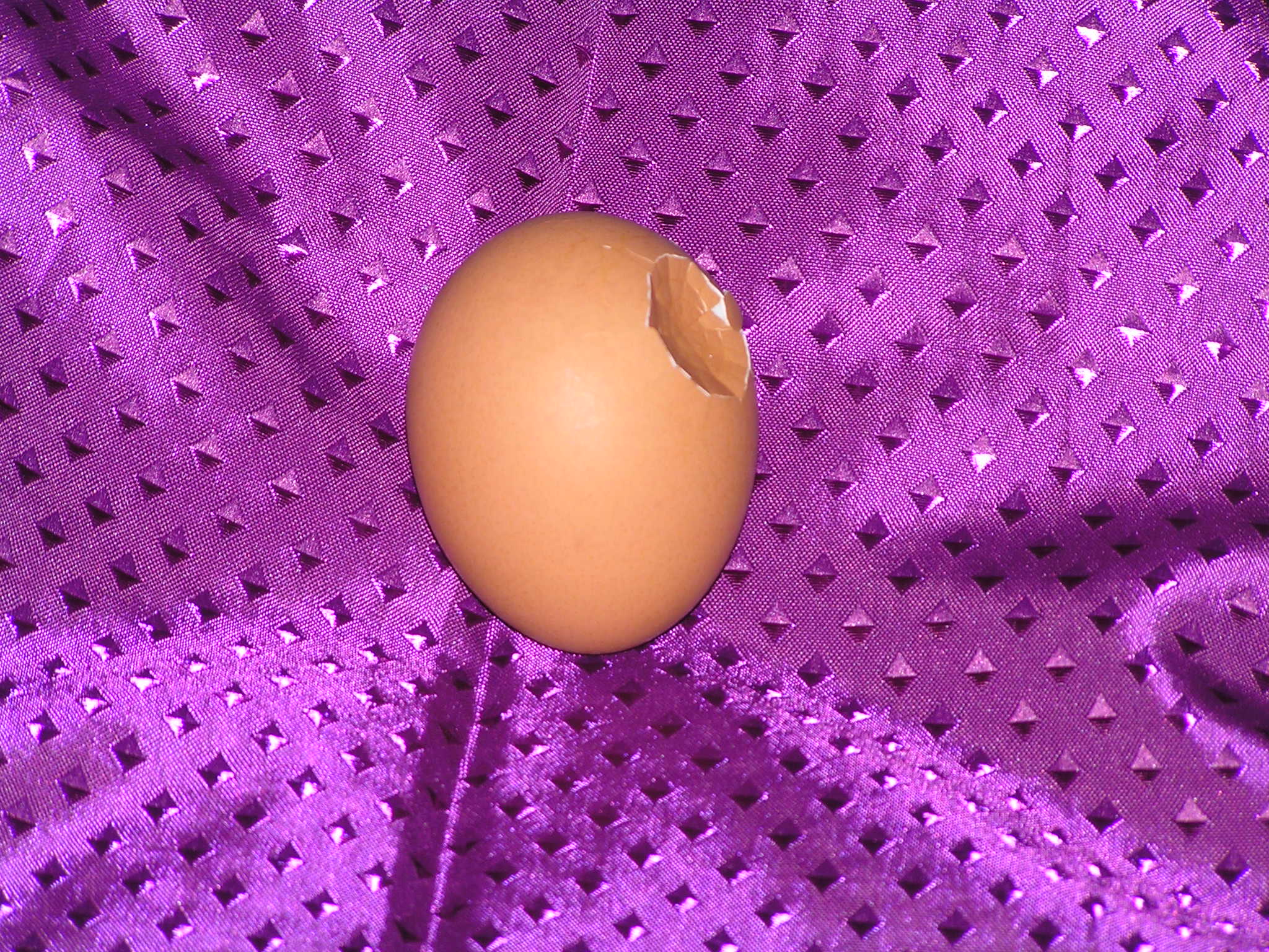 egg01.JPG