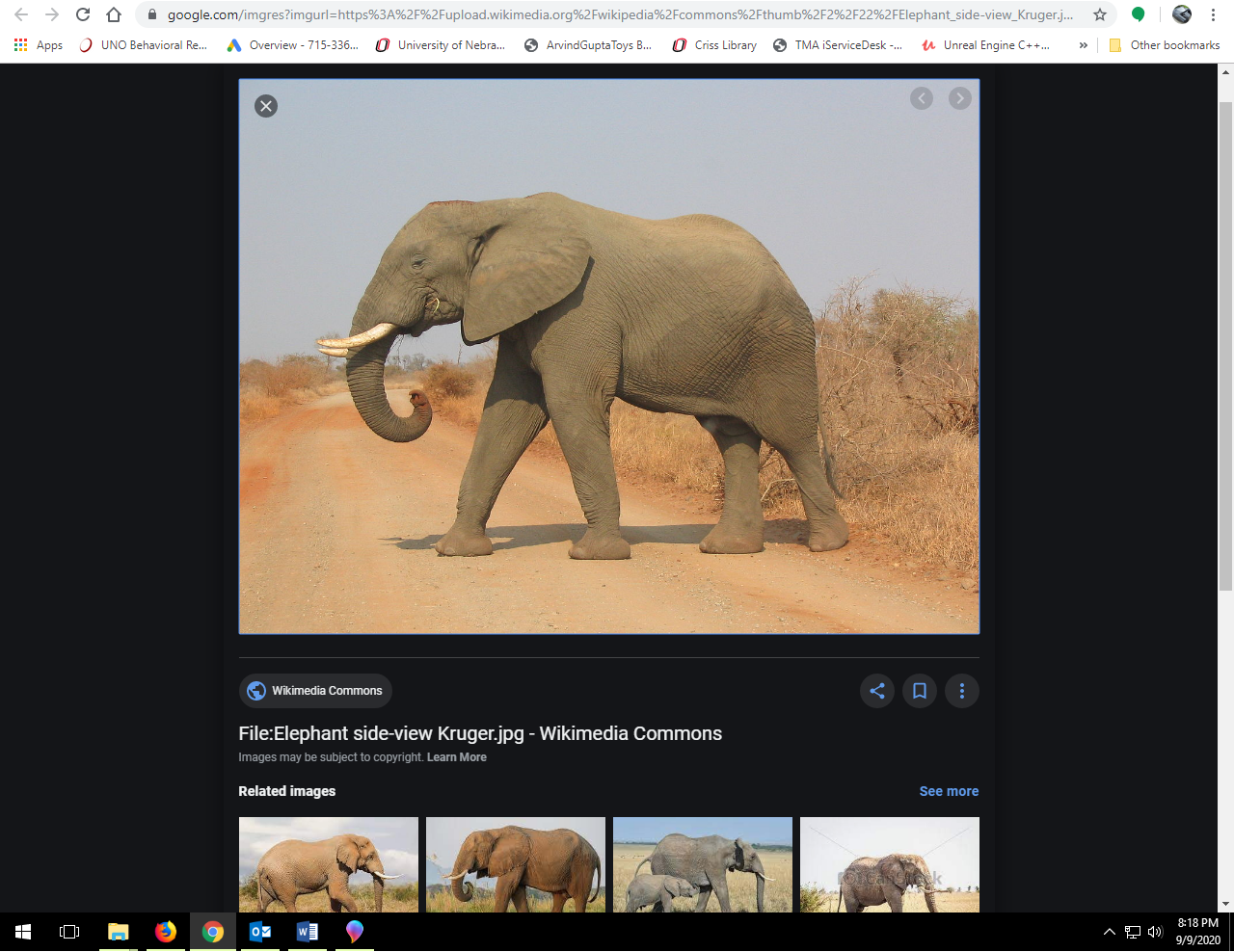 elephant side view.png