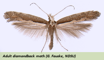 entomology.knodel.2.diamondback.moth.png