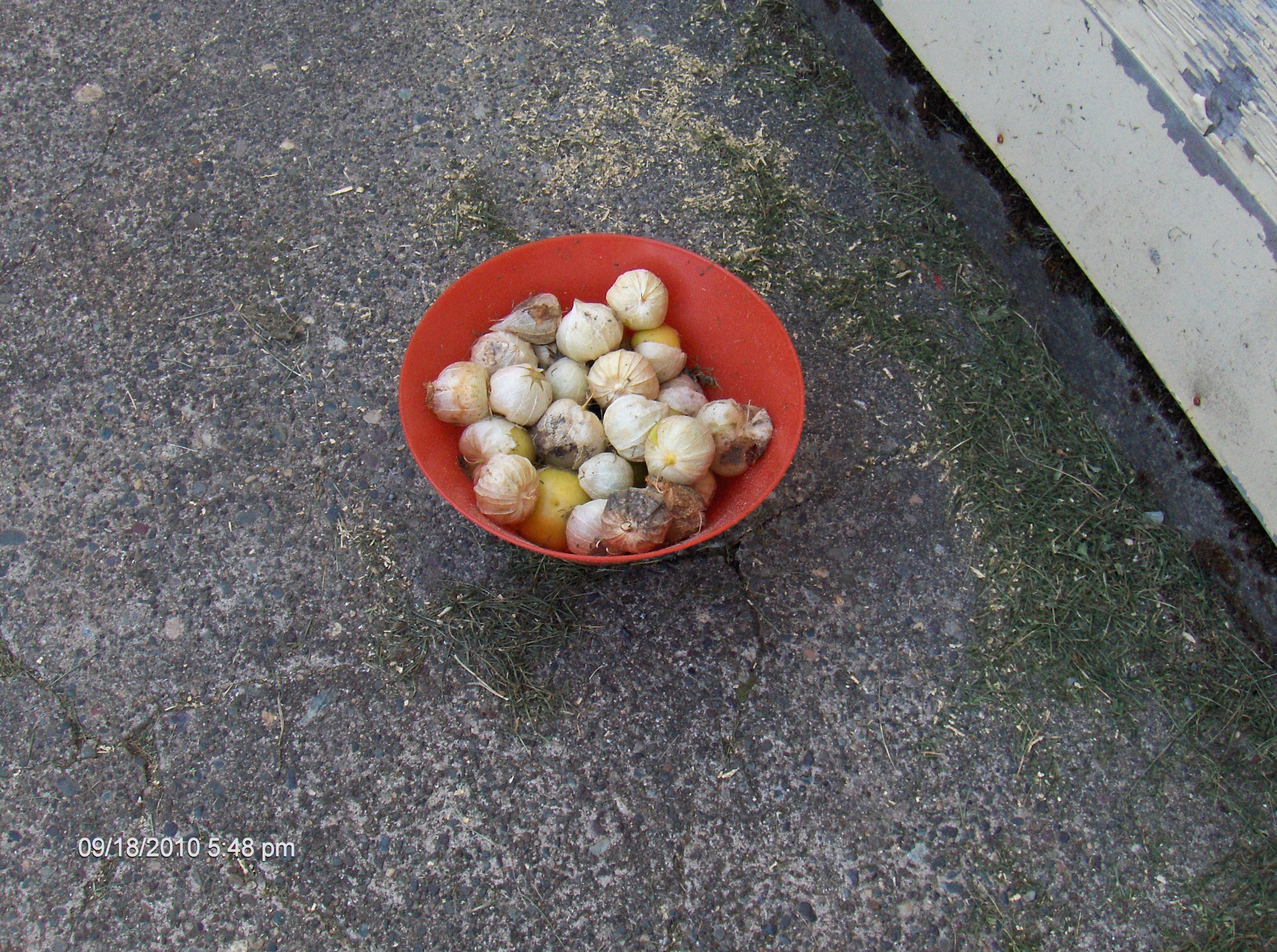 evil tomatillos.JPG