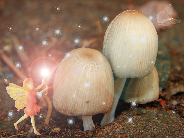 fairies &amp; shrooms.jpg