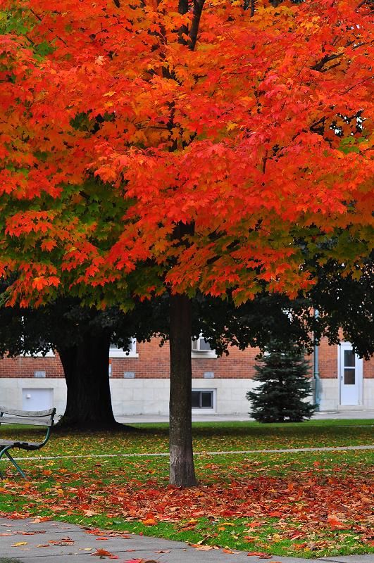 fall foliage.jpg