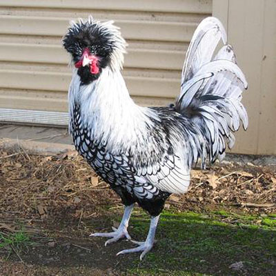 fancy-chicken-1.jpg