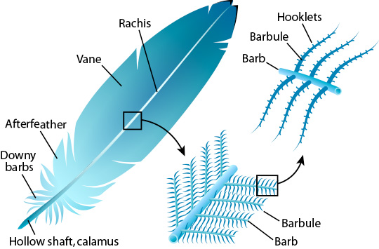 feather_anatomy.jpg