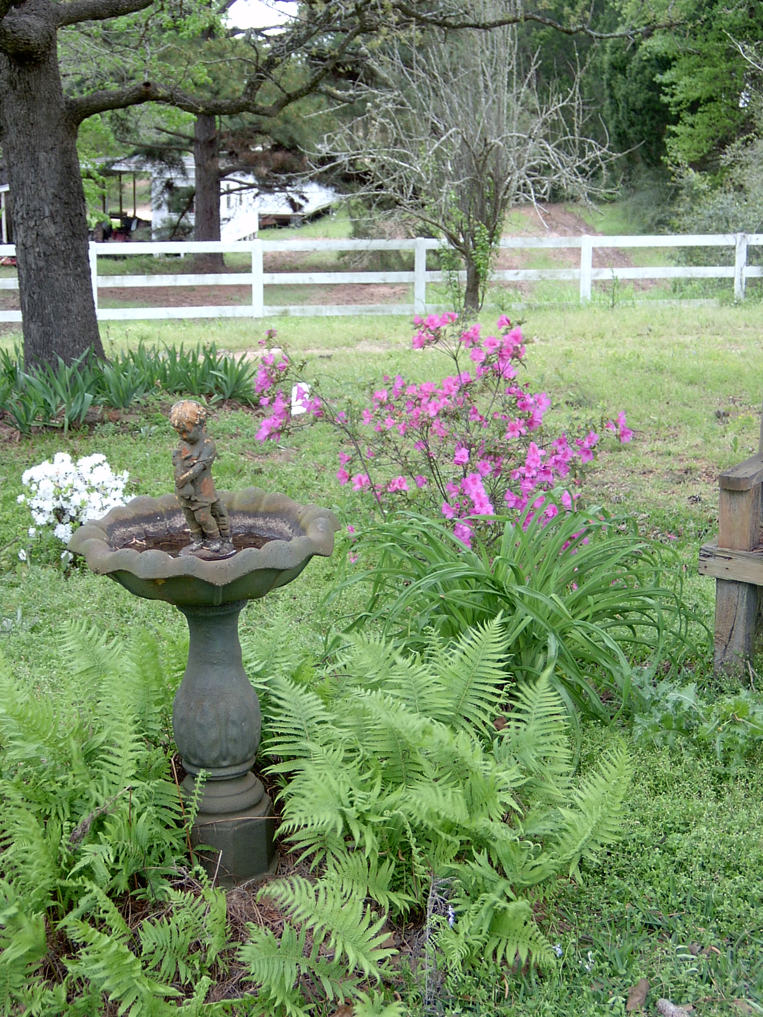 ferns and azalias.JPG