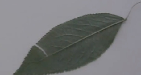 feuille.jpg