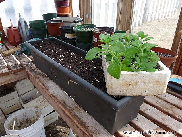 filled-planters.jpg