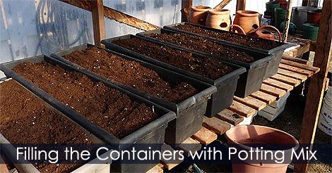 filling-containers-with-soil.jpg