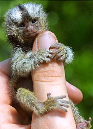 finger_monkey.jpg