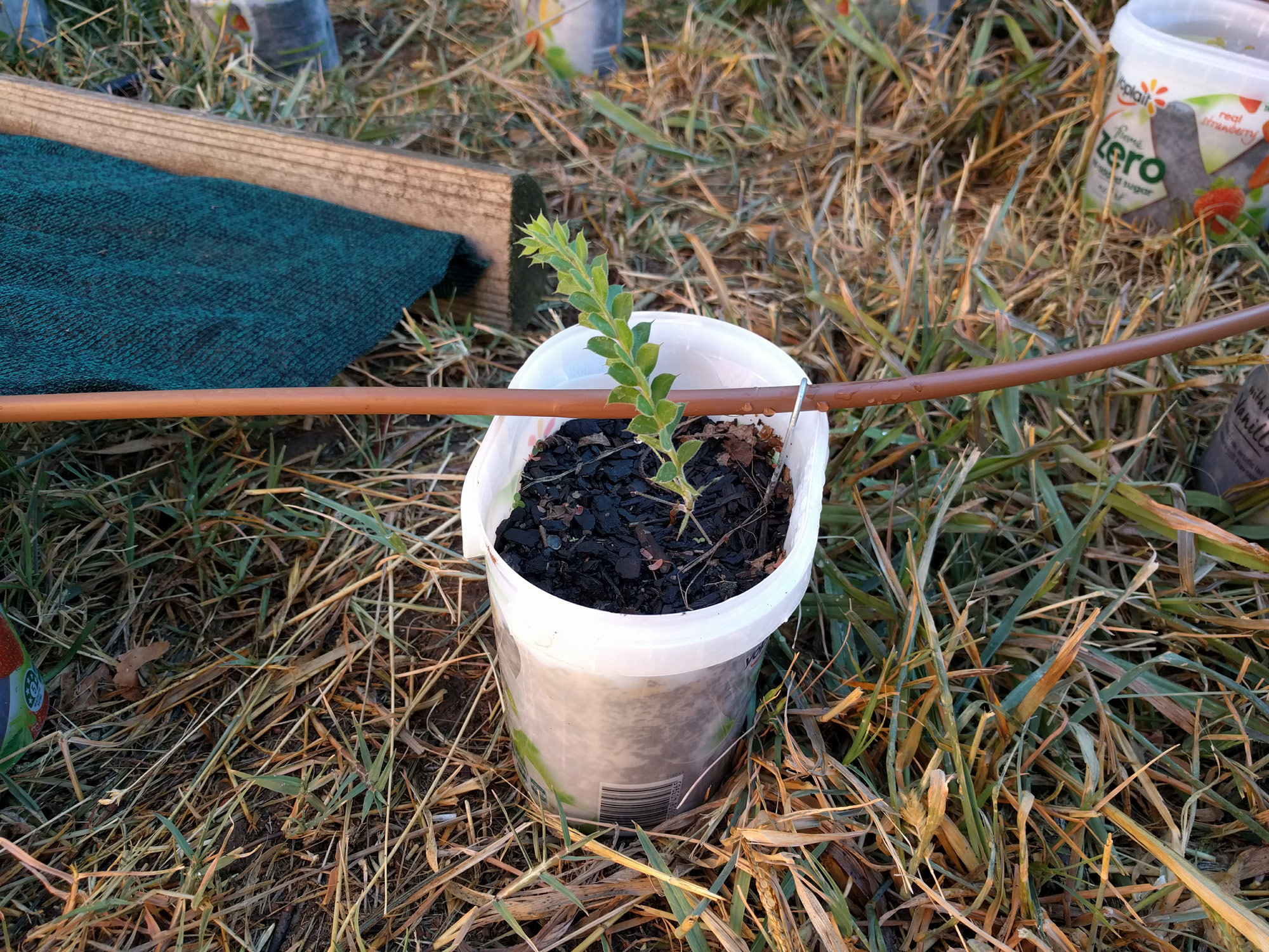 finish-plant.jpg