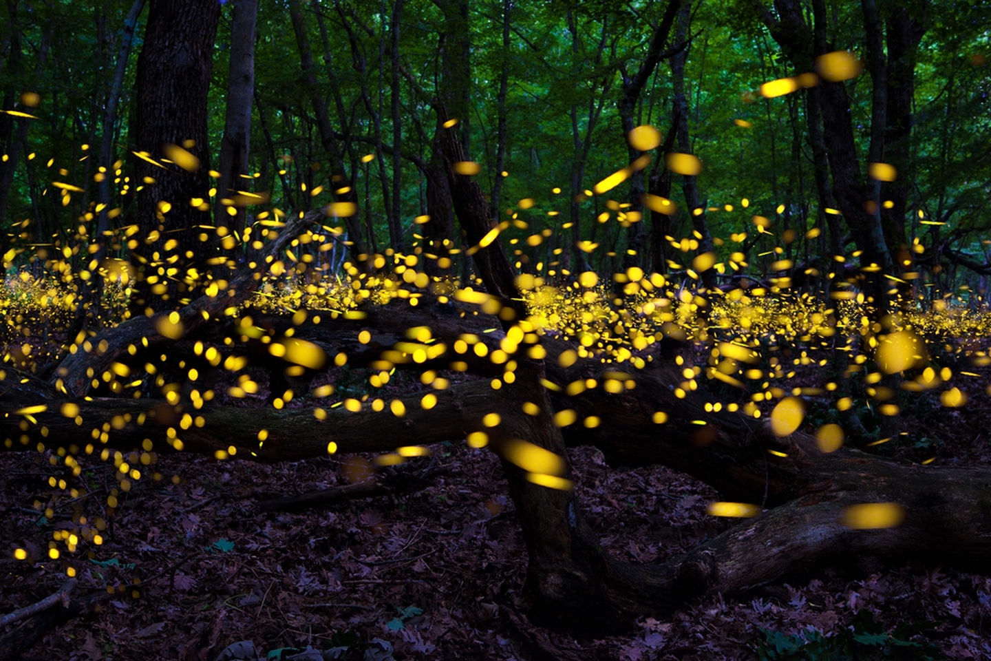 fireflies2.jpg.1440x960_q100_crop-scale_upscale.jpg