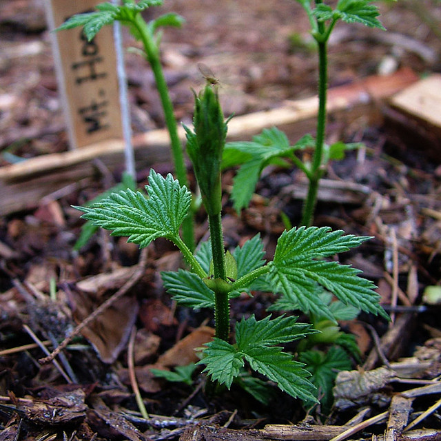 first hops plants.jpg