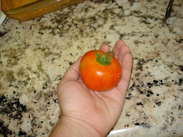 first tomato.JPG