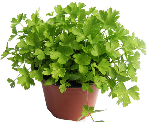 flat-parsley-continentalz.jpg