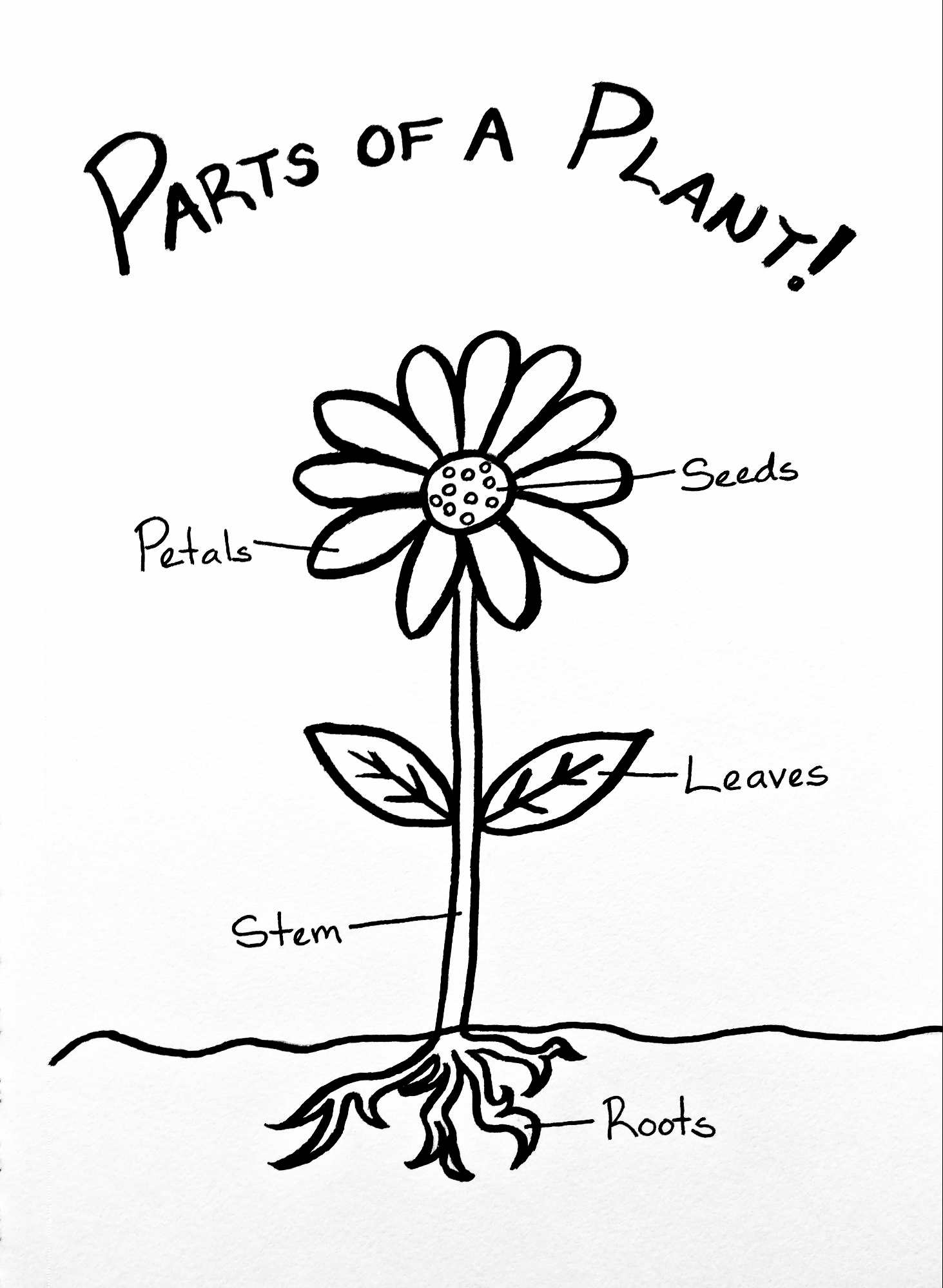 flower diagram.png