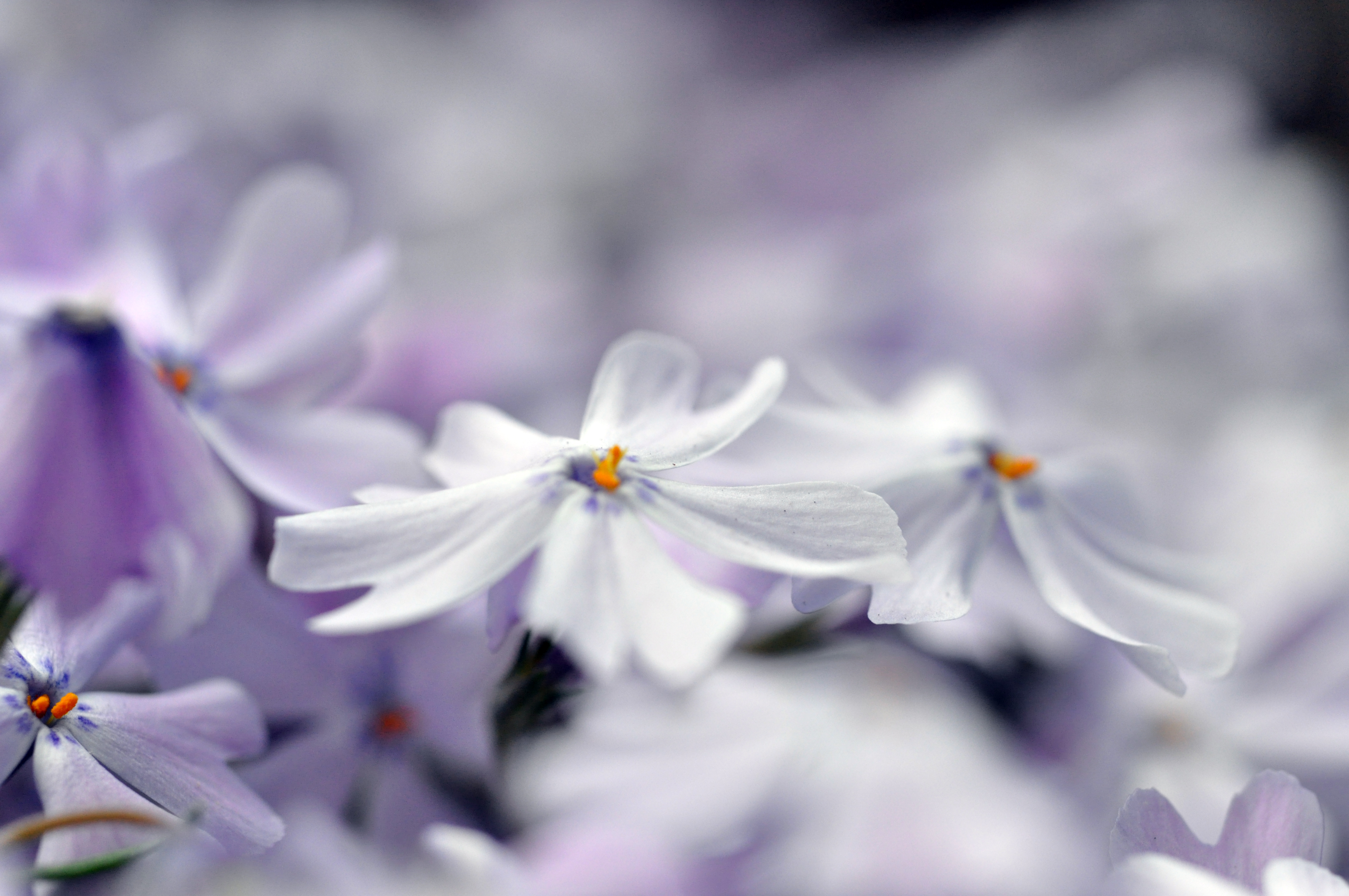 flowers after rain 018-1.jpg