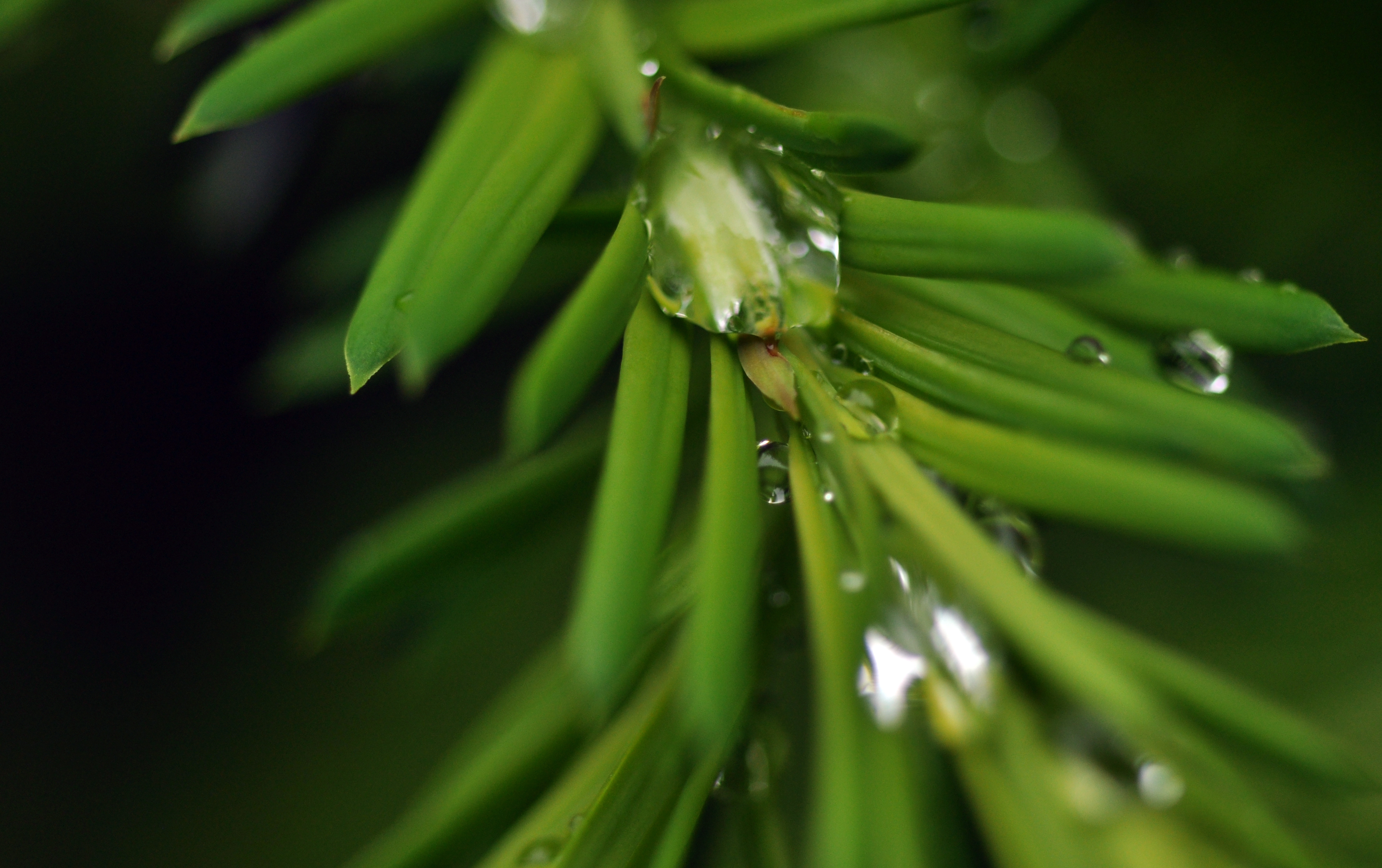 flowers after rain 101-1.jpg