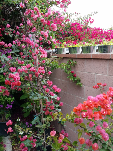 flowers on wall.jpg