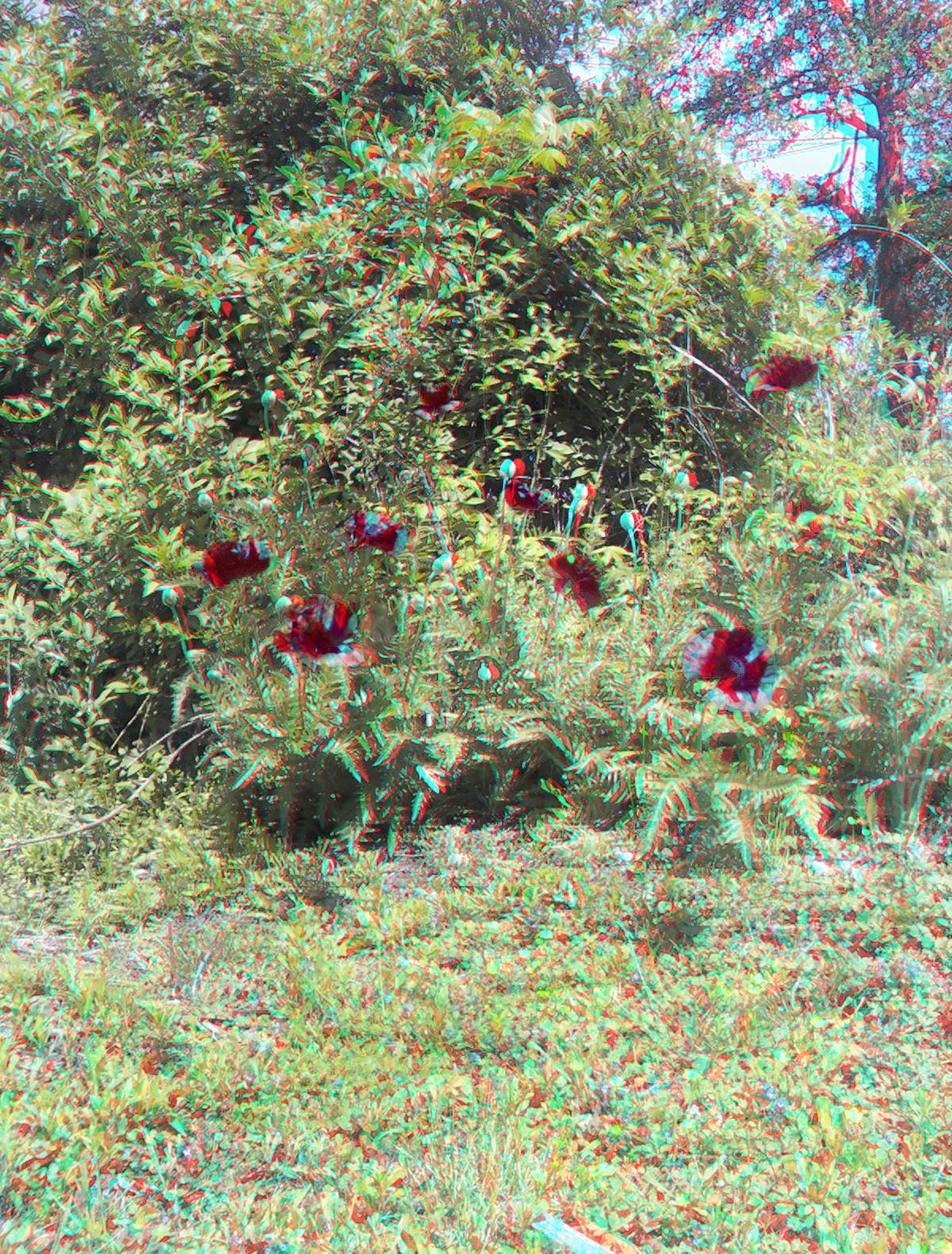 flowers2-3d.jpg