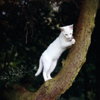 foreign_white_cat_climbing_a_t~AP-11T38W-TH.jpg