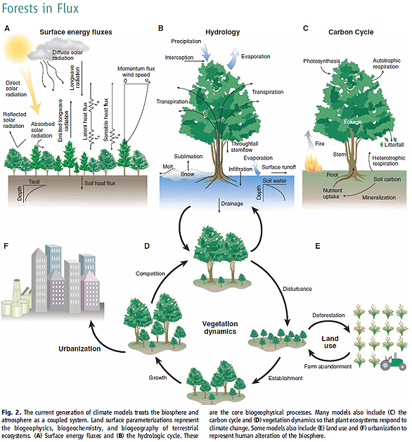 forests_model_diagram.gif