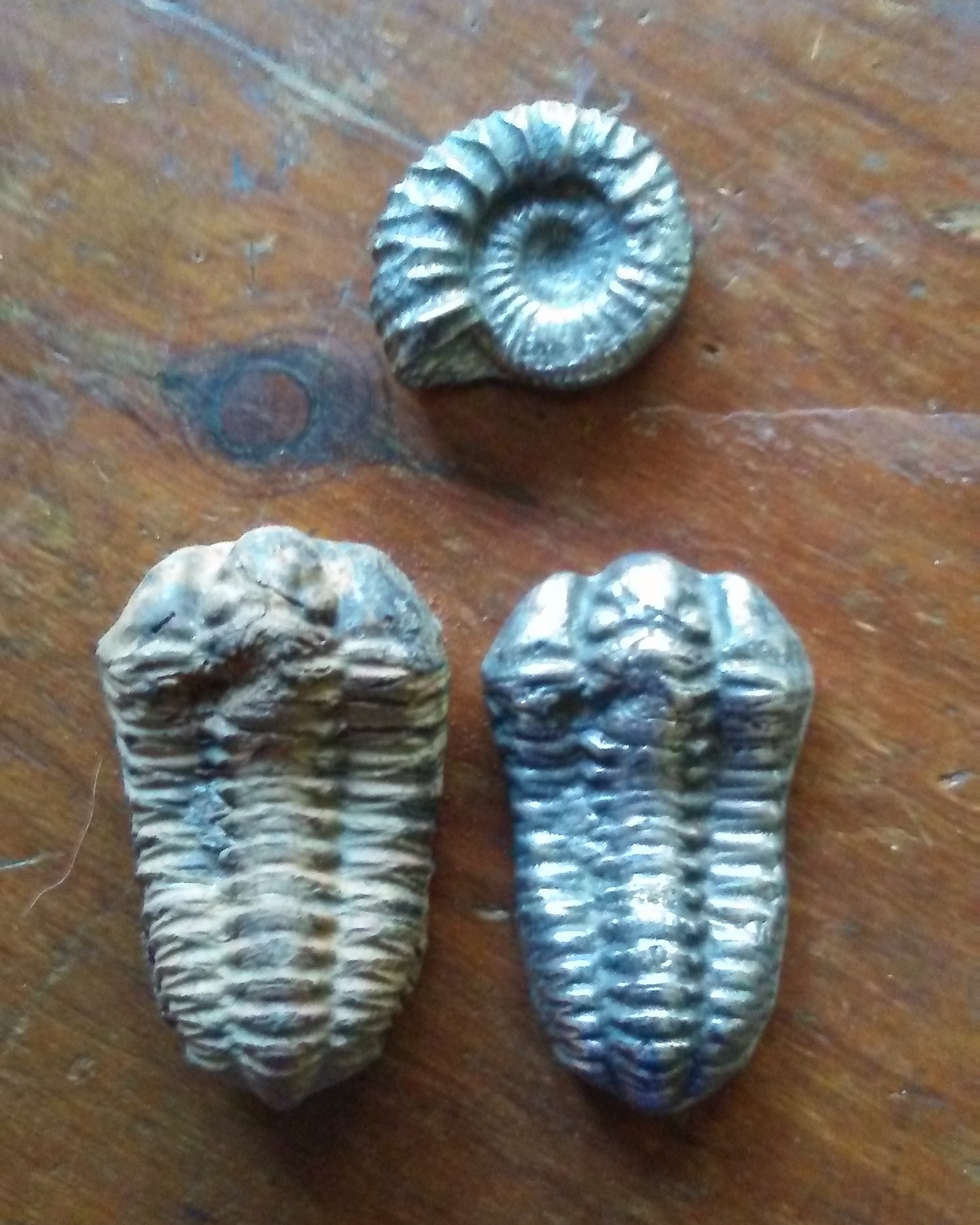 fossils.jpg