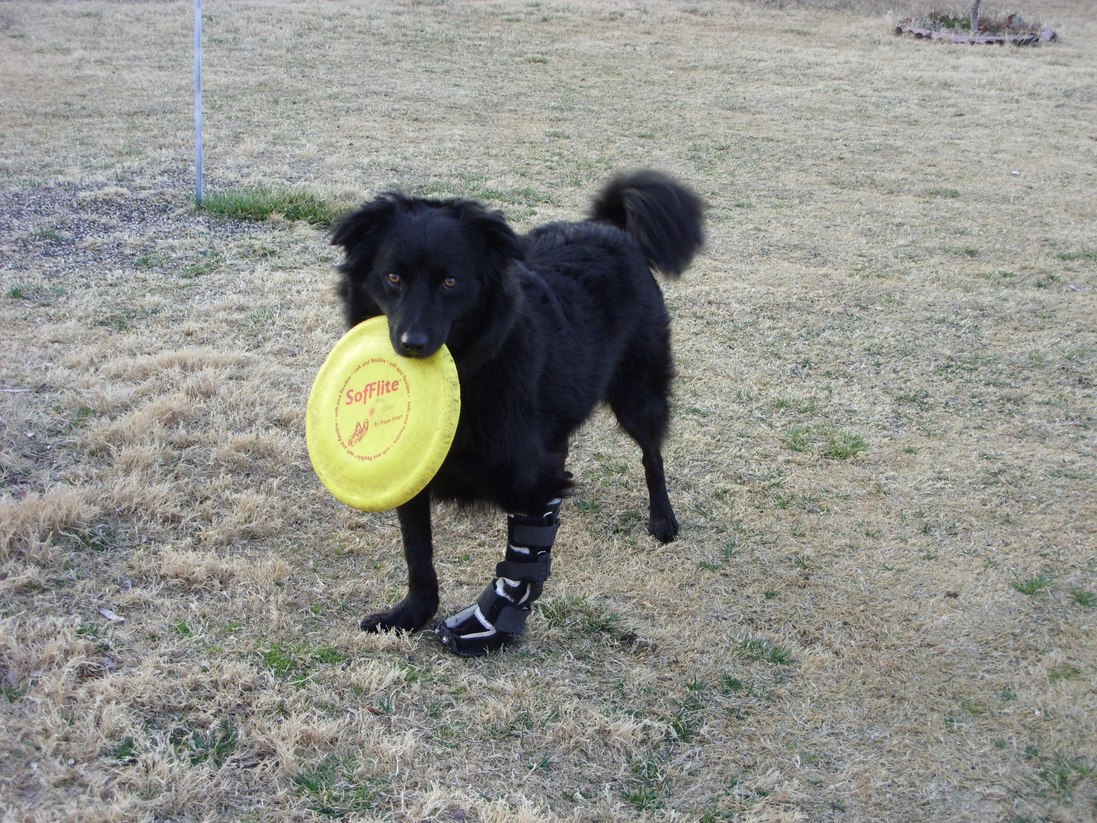 frisbee dog.jpg