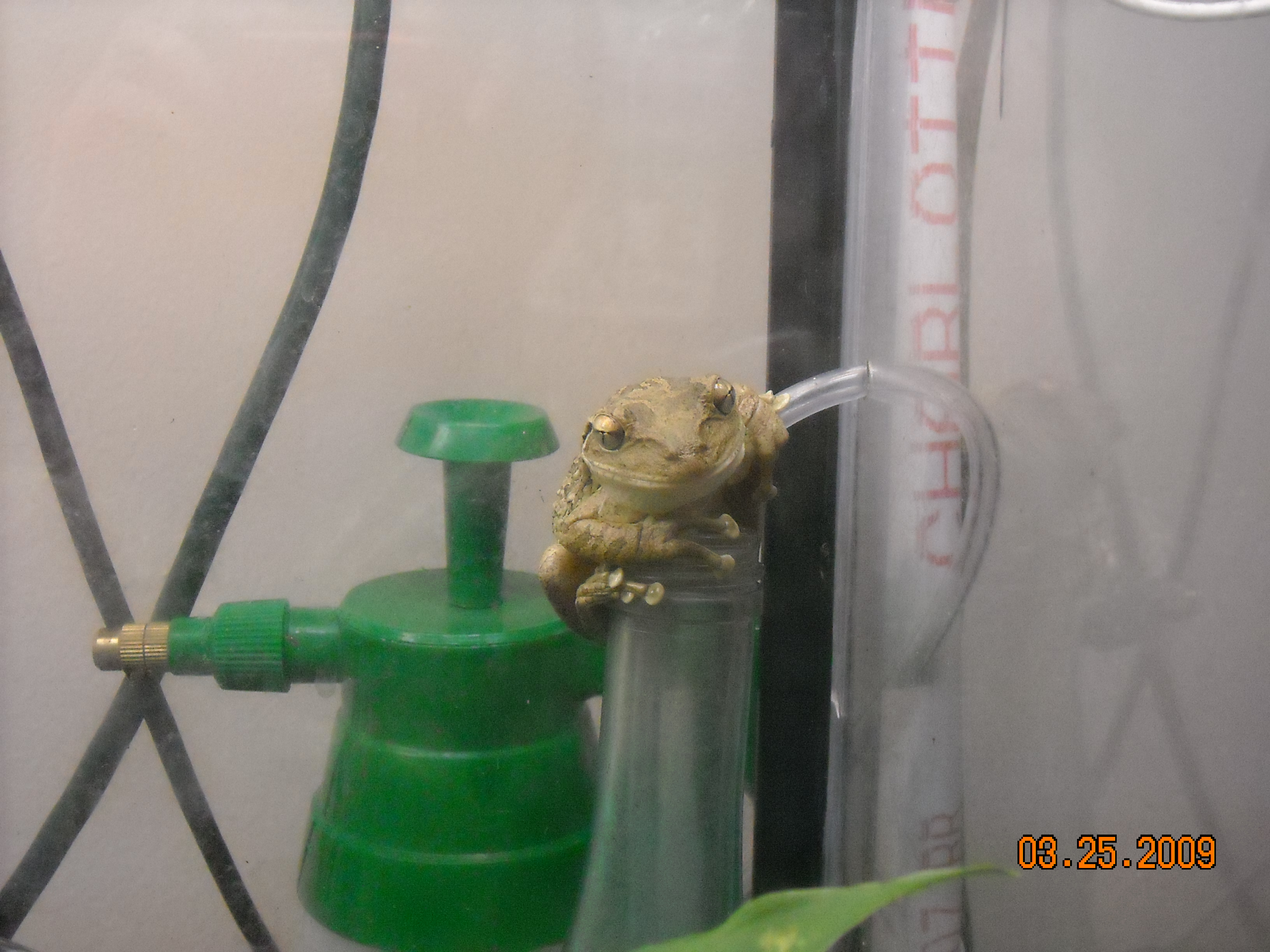 frog water bottle 001.jpg