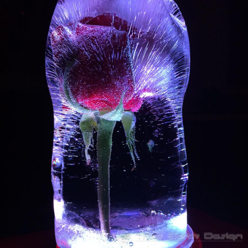 frozen_rose_07.jpg