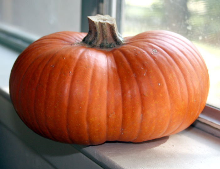 funny pumpkin.jpg