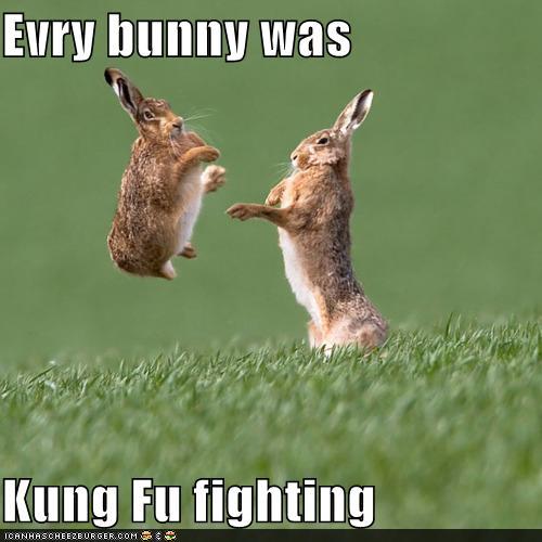 funny-pictures-evry-bunny-was-kung-fu-fighting[1].jpg