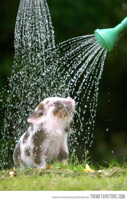 funny-pig-shower-water.jpg