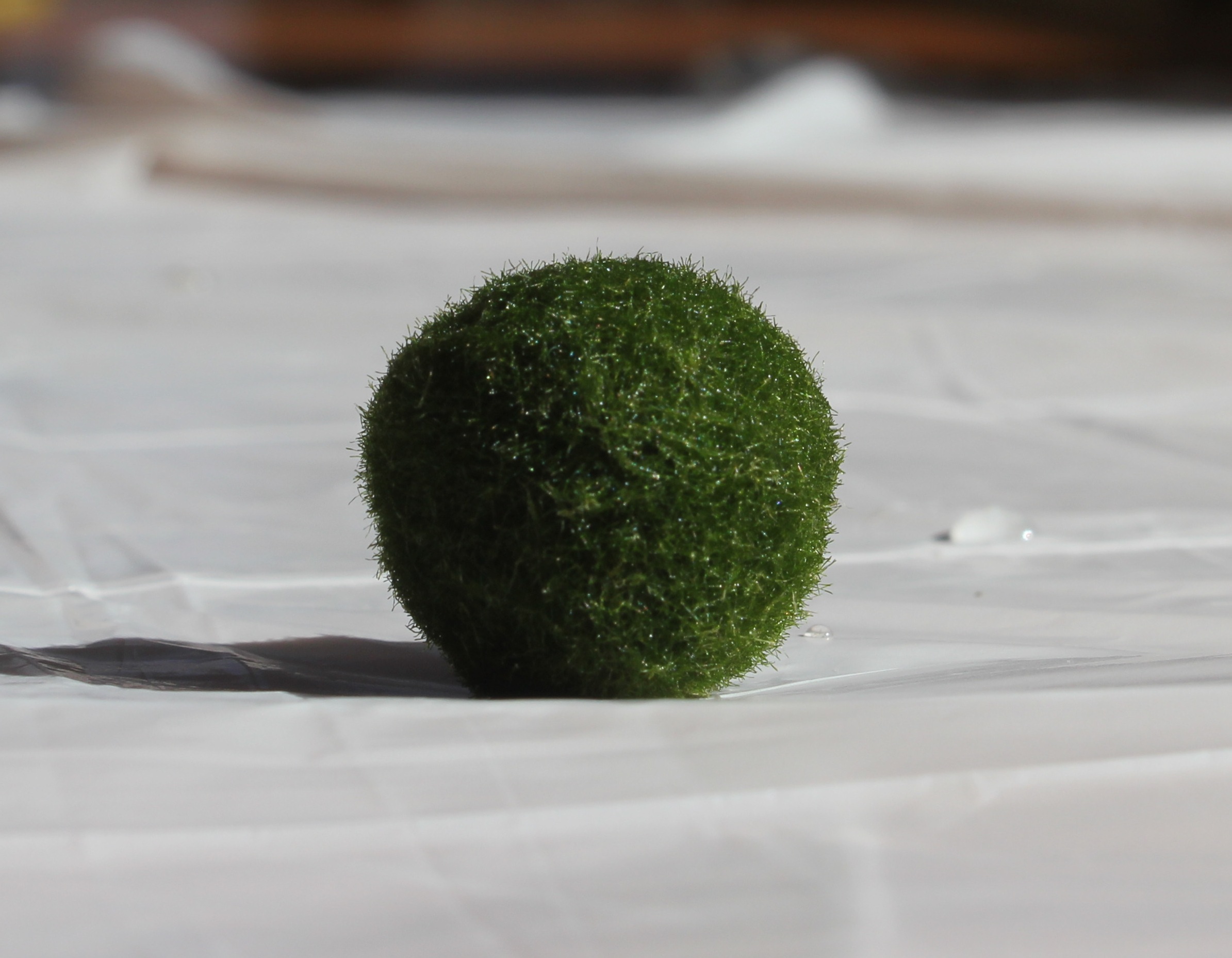 fuzzy marimo.jpg