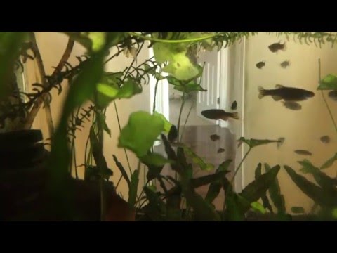 gambusia and zebra danios