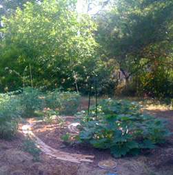 garden 7.jpg