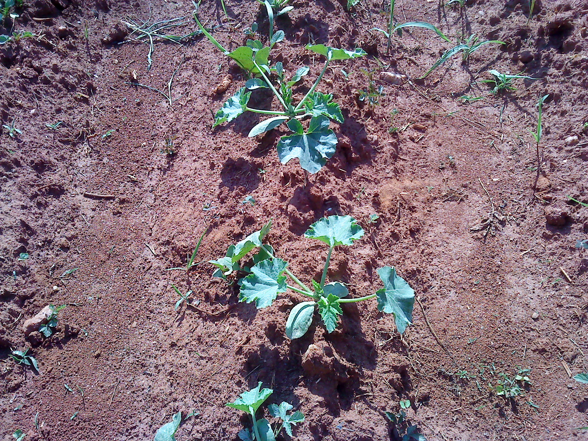 garden beans.JPG