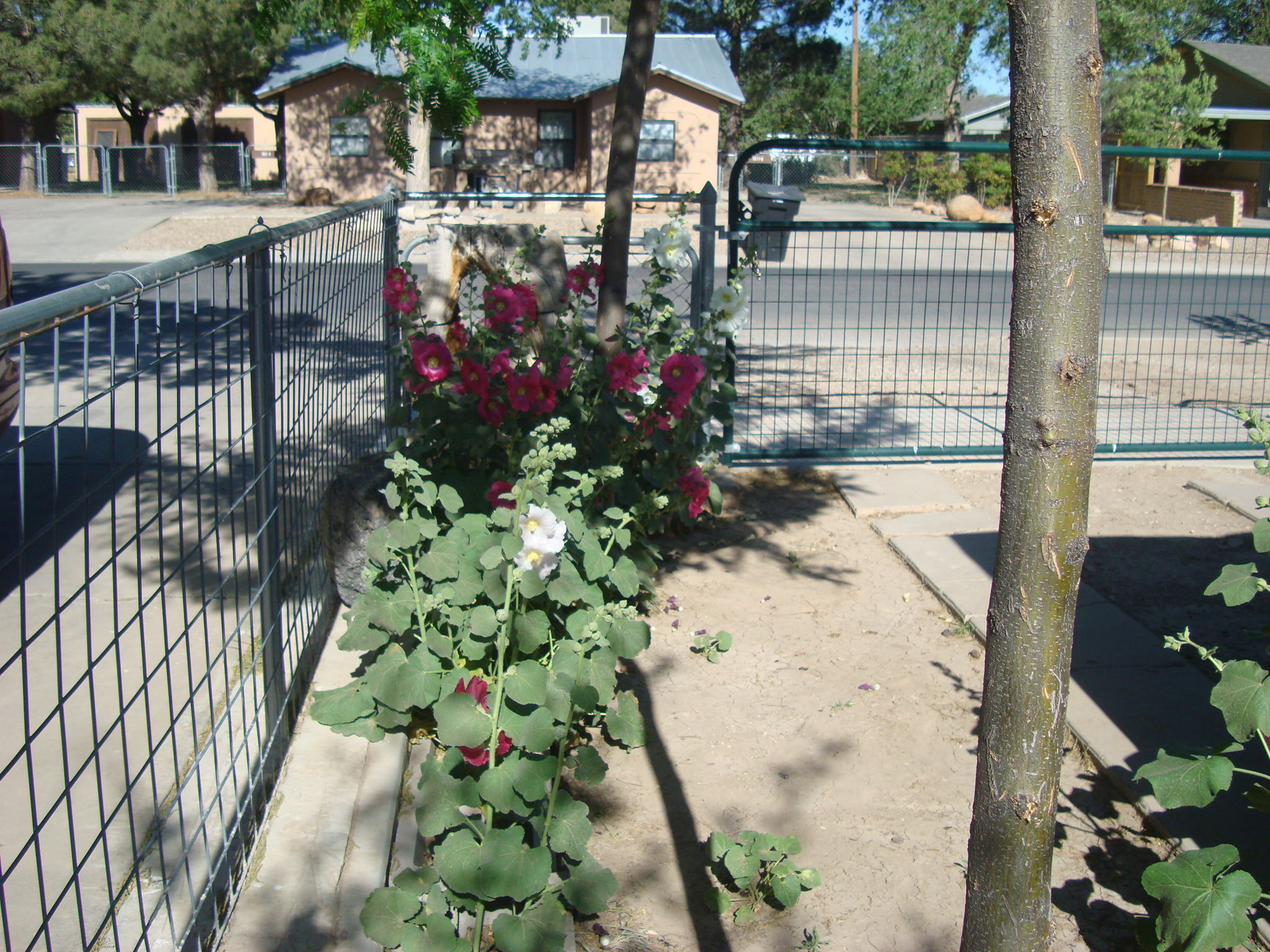 garden contest may 15 008.jpg