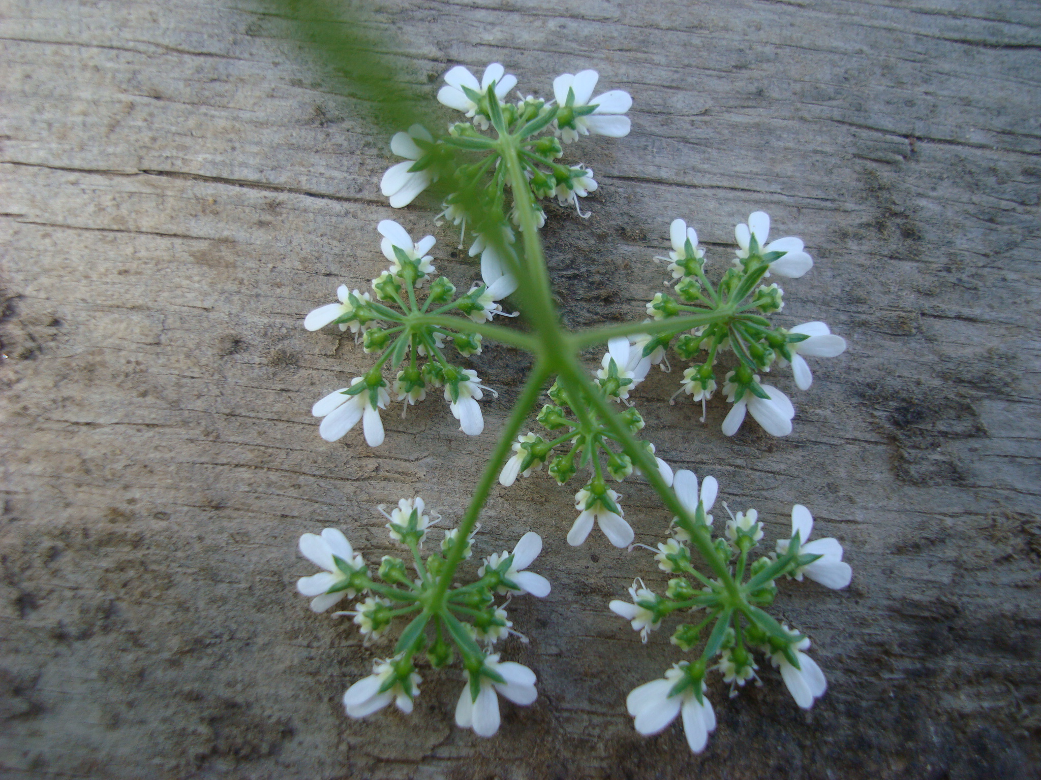 garden contest may 15 142.jpg